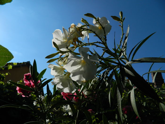 DSCN2374 - 2016 IULIE 2