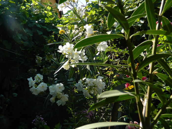 DSCN2375 - 2016 IULIE 2