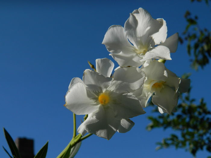 DSCN2376 - 2016 IULIE 2