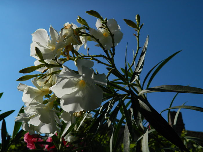 DSCN2377 - 2016 IULIE 2