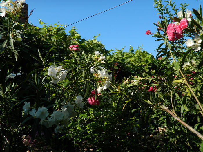 DSCN2378 - 2016 IULIE 2