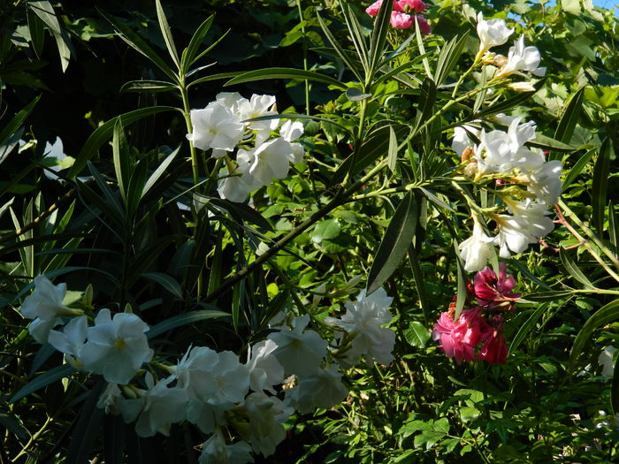 DSCN2379 - 2016 IULIE 2