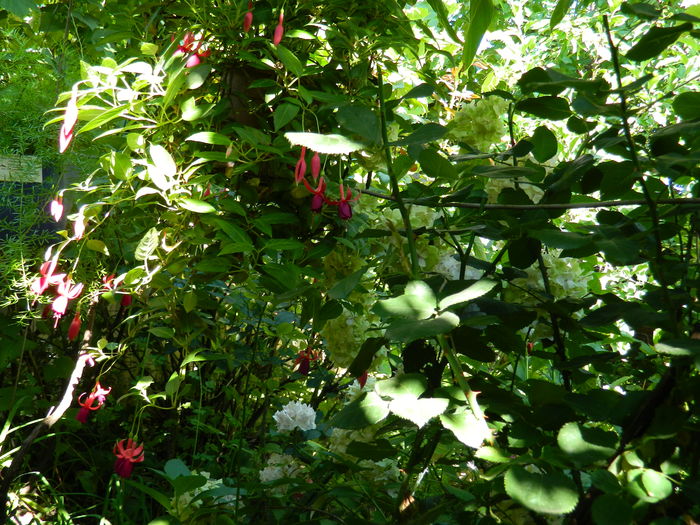 DSCN2385 - 2016 IULIE 2