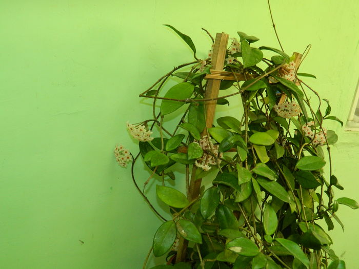 DSCN2386 - 2016 IULIE 2