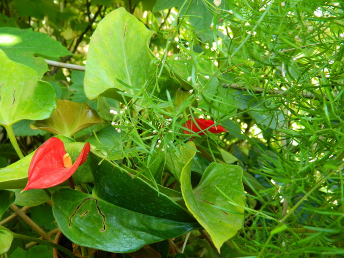 DSCN2387 - 2016 IULIE 2