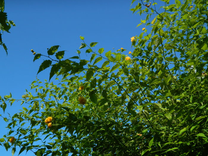 DSCN2391 - 2016 IULIE 2