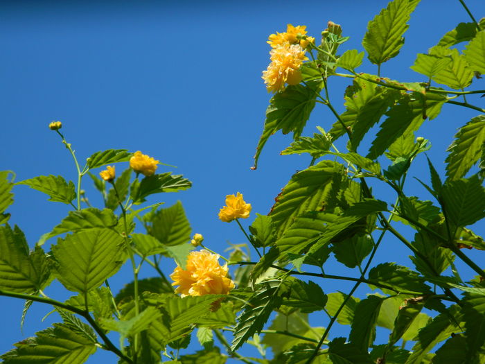 DSCN2393 - 2016 IULIE 2