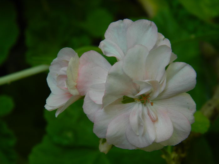 DSCN2394 - 2016 IULIE 2