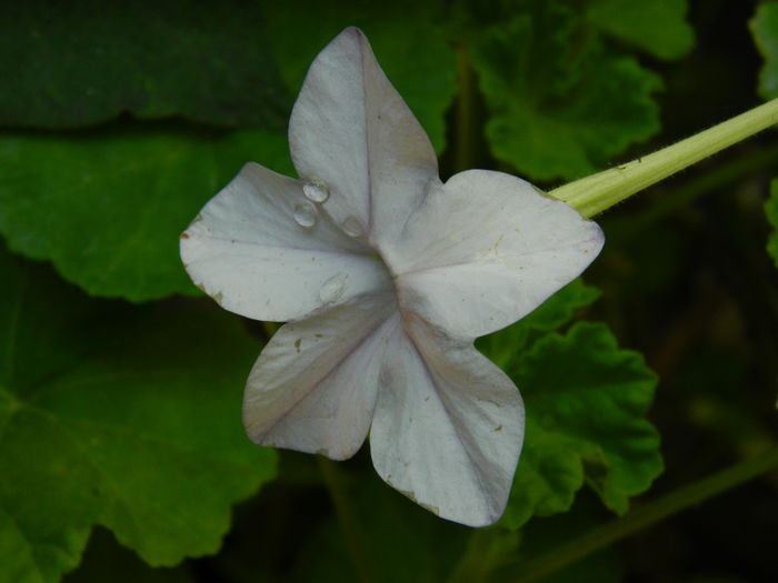 DSCN2396 - 2016 IULIE 2