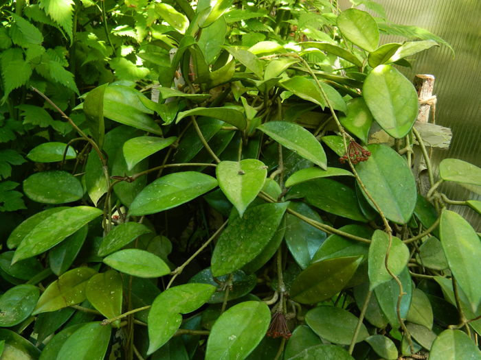 DSCN2397 - 2016 IULIE 2