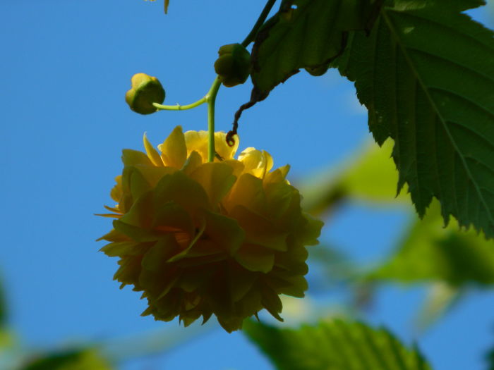 DSCN2400 - 2016 IULIE 2