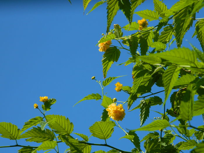 DSCN2401 - 2016 IULIE 2