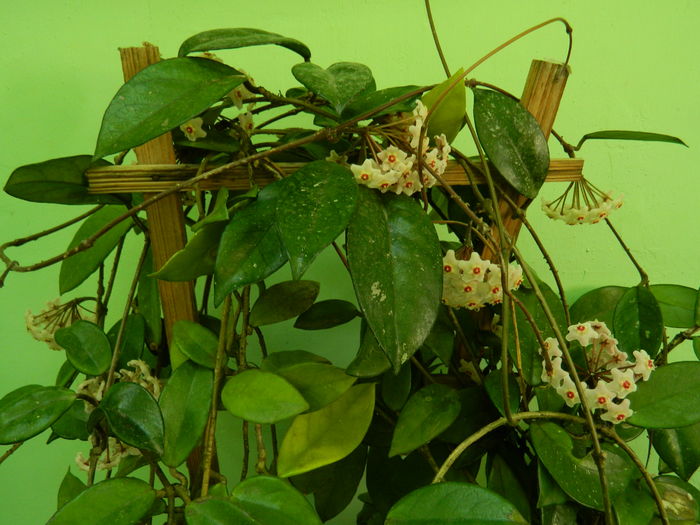 DSCN2403 - 2016 IULIE 2