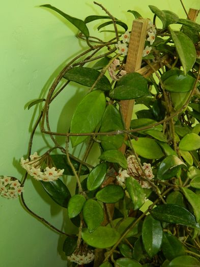 DSCN2404 - 2016 IULIE 2