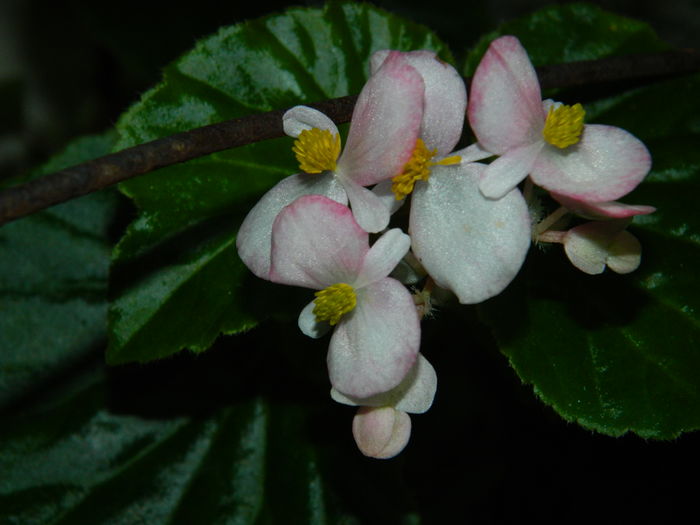 DSCN2414 - 2016 IULIE 2