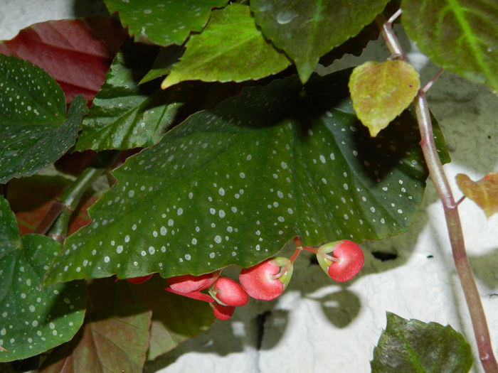 DSCN2416 - 2016 IULIE 2