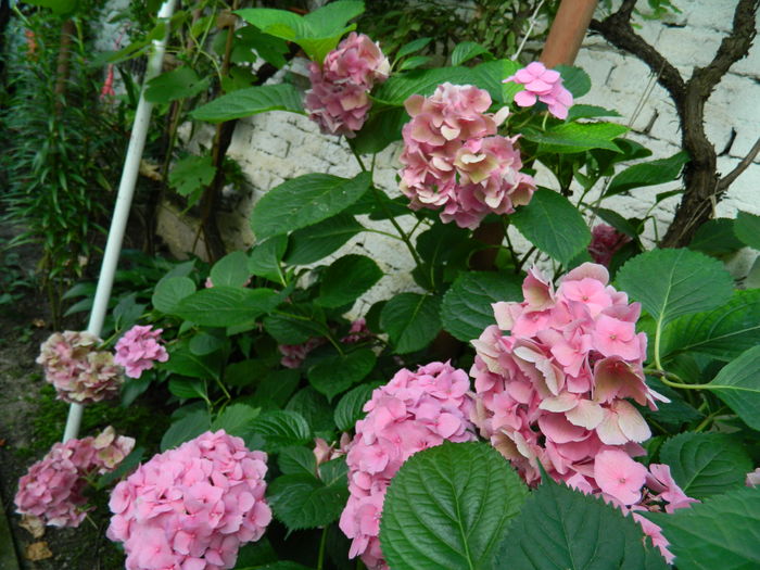 DSCN2422 - 2016 IULIE 2