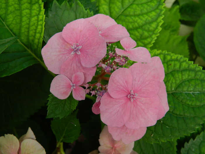 DSCN2425 - 2016 IULIE 2