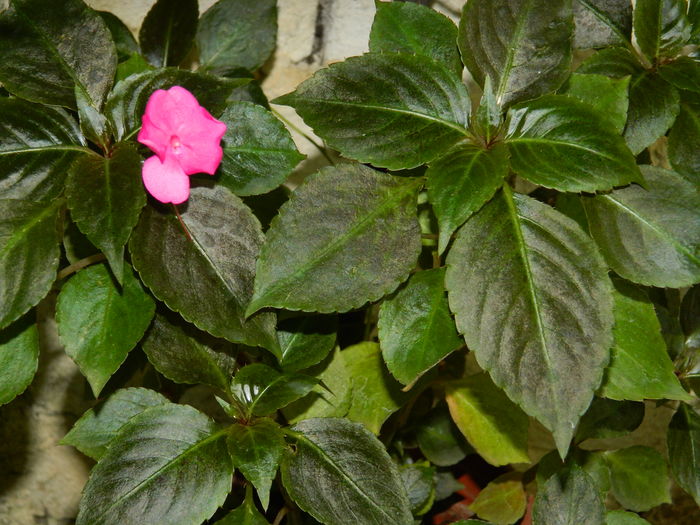 DSCN2429 - 2016 IULIE 2