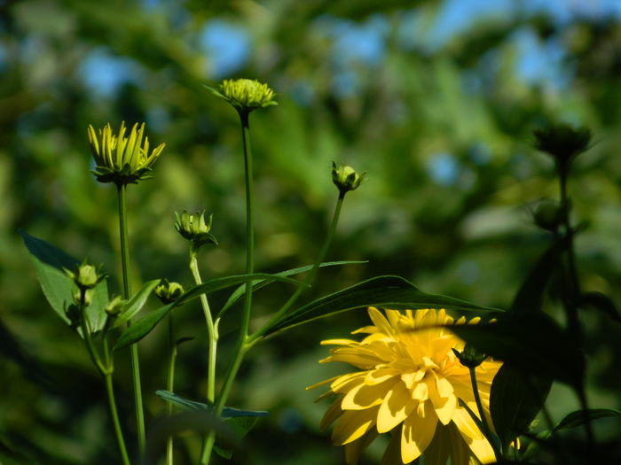 DSCN2433 - 2016 IULIE 2