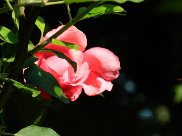 DSCN2435 - 2016 IULIE 2