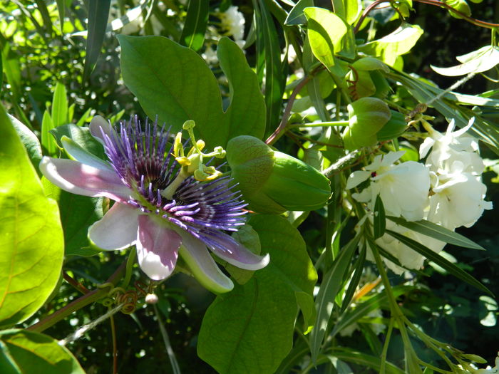 DSCN2440 - 2016 IULIE 2