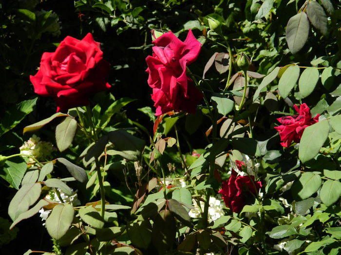 DSCN2442 - 2016 IULIE 2