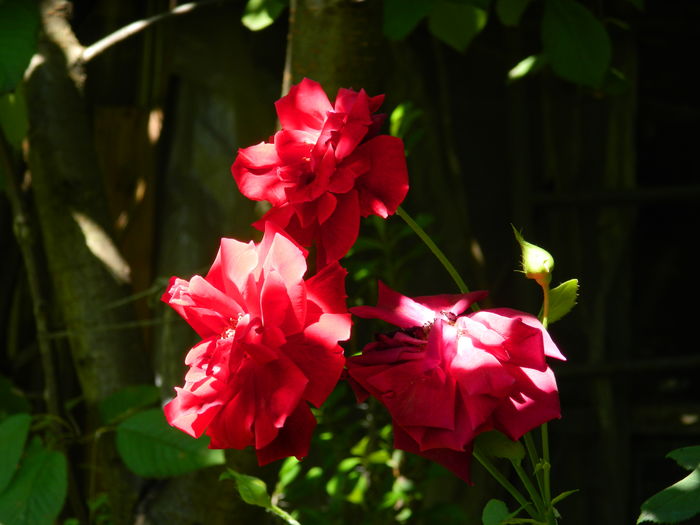 DSCN2445 - 2016 IULIE 2