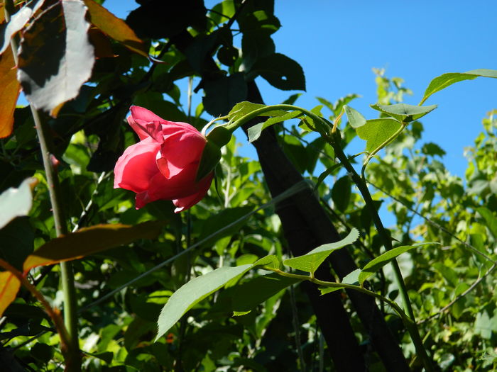 DSCN2448 - 2016 IULIE 2