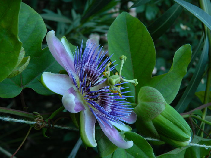 DSCN2516 - 2016 PASSIFLORA