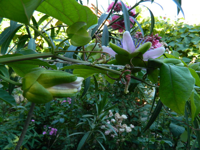 DSCN2520 - 2016 PASSIFLORA