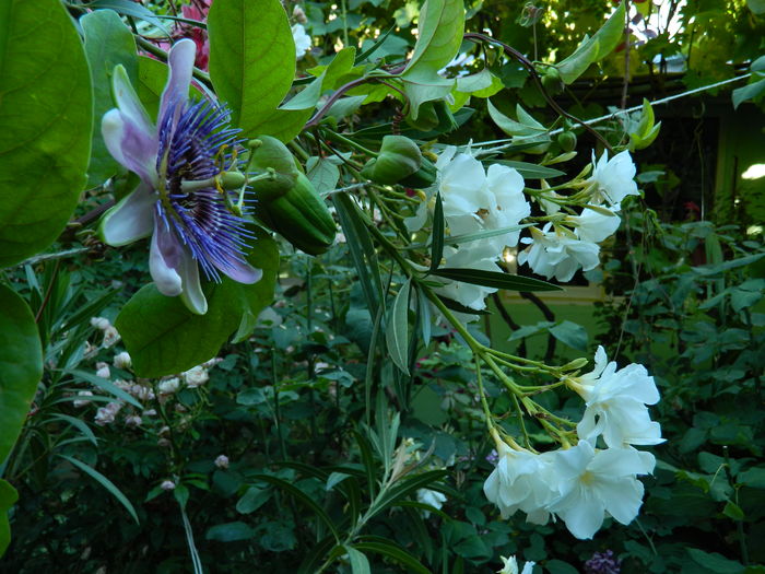 DSCN2525 - 2016 PASSIFLORA