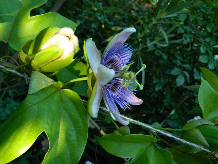 DSCN2582 - 2016 PASSIFLORA