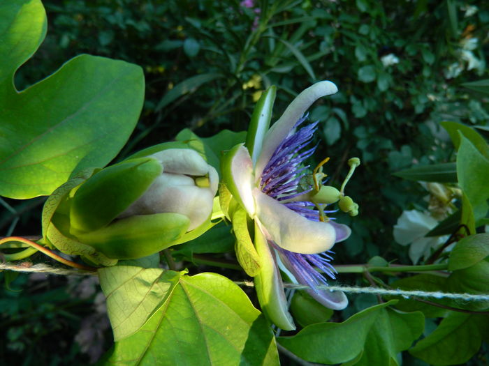 DSCN2587 - 2016 PASSIFLORA