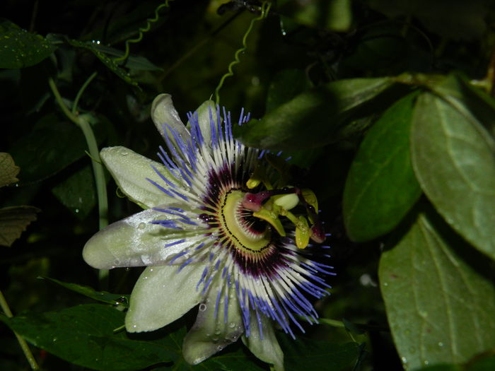 DSCN2966 - 2016 PASSIFLORA