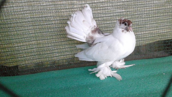 20160716_201220 - Orizonturi pt obtinerea de Nord Caucazian cu coada rosie  red tail pigeons