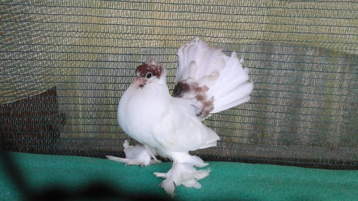 20160716_200745 - Orizonturi pt obtinerea de Nord Caucazian cu coada rosie  red tail pigeons