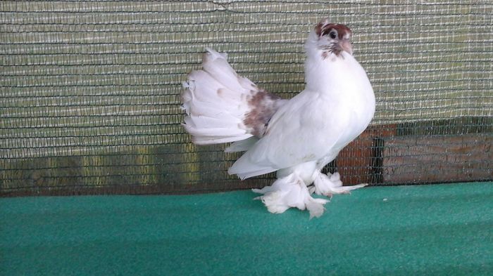 7480,  2016 - Orizonturi pt obtinerea de Nord Caucazian cu coada rosie  red tail pigeons