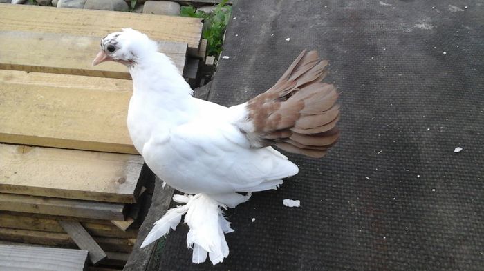 7479; 18.06.2016 - Orizonturi pt obtinerea de Nord Caucazian cu coada rosie  red tail pigeons