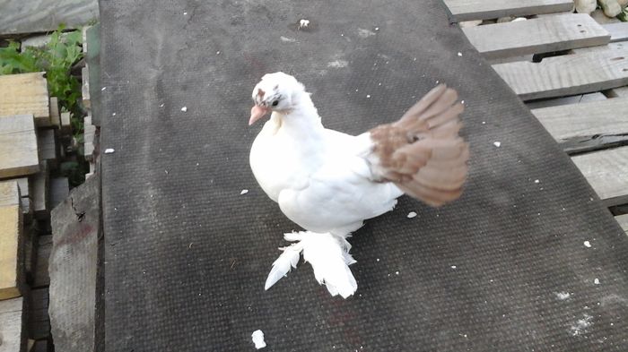 7479; 18.06.2016 - Orizonturi pt obtinerea de Nord Caucazian cu coada rosie  red tail pigeons