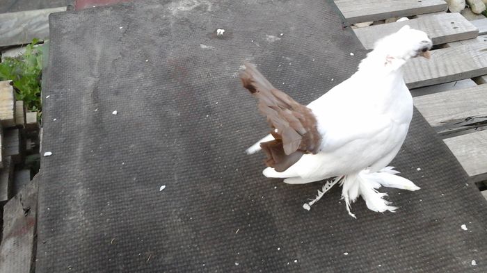 7479; 18.06.2016 - Orizonturi pt obtinerea de Nord Caucazian cu coada rosie  red tail pigeons