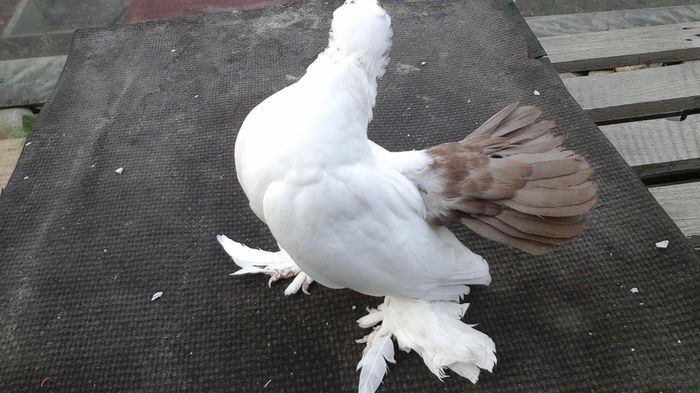 7479; 18.06.2016 - Orizonturi pt obtinerea de Nord Caucazian cu coada rosie  red tail pigeons