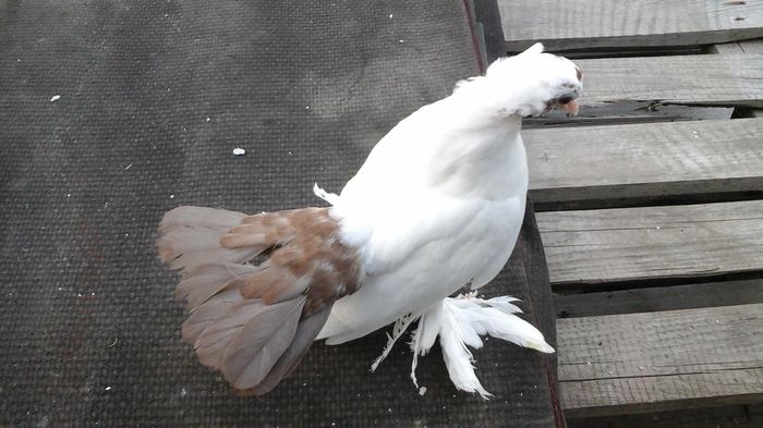 7479; 18.06.2016 - Orizonturi pt obtinerea de Nord Caucazian cu coada rosie  red tail pigeons