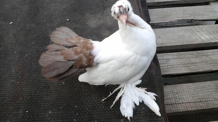 7479; 18.06.2016 - Orizonturi pt obtinerea de Nord Caucazian cu coada rosie  red tail pigeons