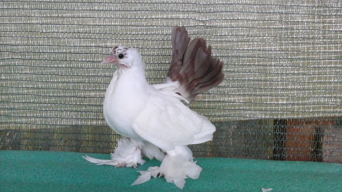 7479;  18.06.2016 - Orizonturi pt obtinerea de Nord Caucazian cu coada rosie  red tail pigeons