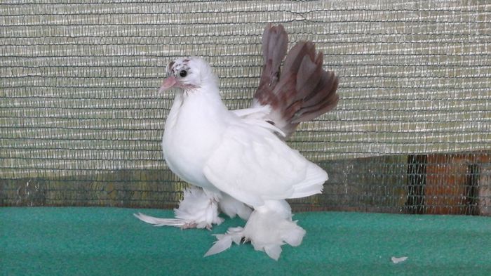 7479; 18.06.2016 - Orizonturi pt obtinerea de Nord Caucazian cu coada rosie  red tail pigeons