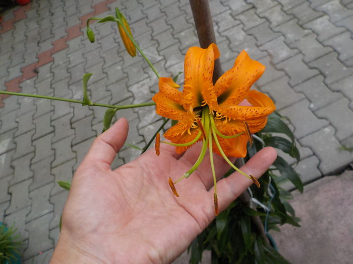 DSCN0761[1] - crini de gradina