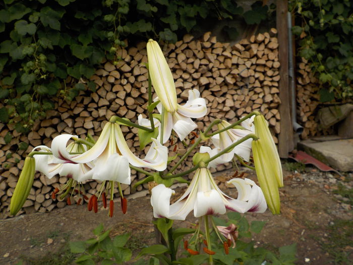 DSCN0765[1] - crini de gradina