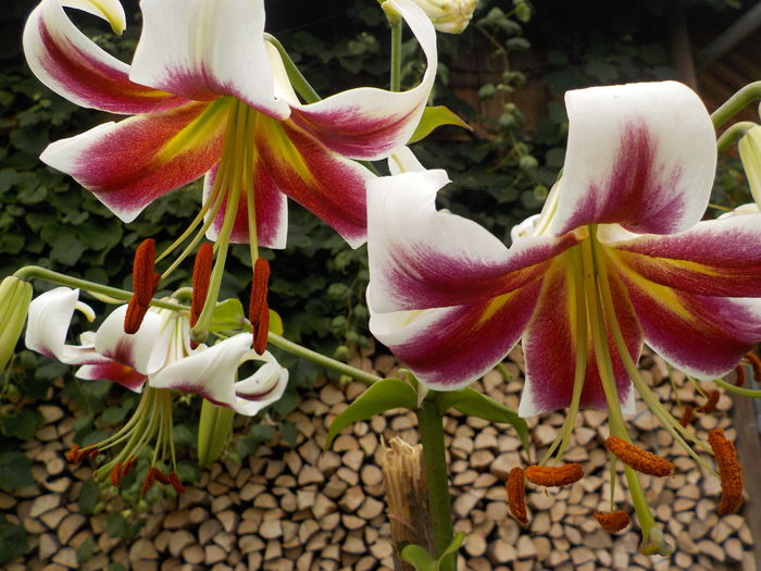 lavon - crini de gradina