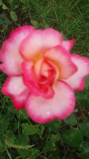 20160628_135333 - Trandafiri